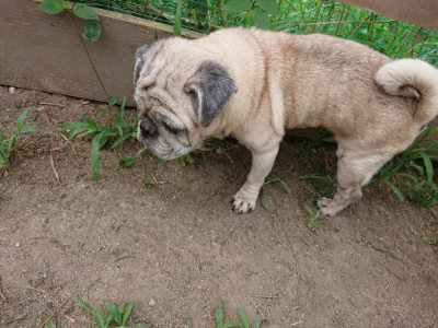 f:id:roukenhome-ann:20190806124722j:plain