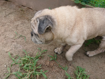 f:id:roukenhome-ann:20190806135646j:plain