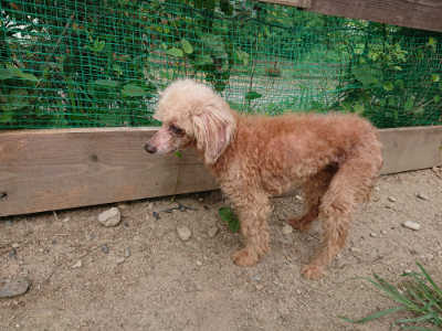 f:id:roukenhome-ann:20190806135911j:plain