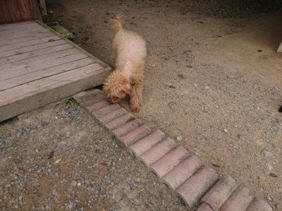 f:id:roukenhome-ann:20190806135917j:plain