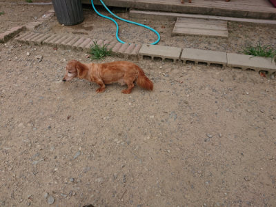 f:id:roukenhome-ann:20190806142447j:plain
