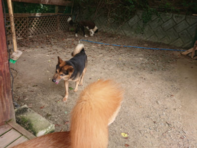 f:id:roukenhome-ann:20190806142454j:plain