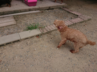 f:id:roukenhome-ann:20190806142510j:plain
