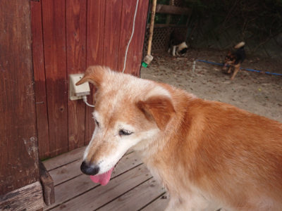 f:id:roukenhome-ann:20190806142712j:plain