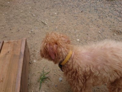 f:id:roukenhome-ann:20190806142839j:plain