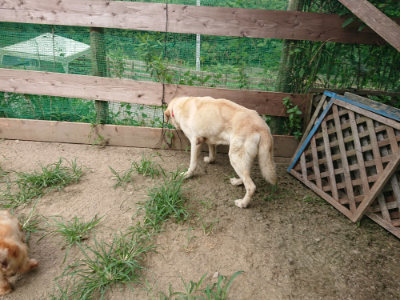 f:id:roukenhome-ann:20190806143351j:plain