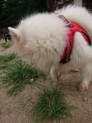 f:id:roukenhome-ann:20190806143424j:plain