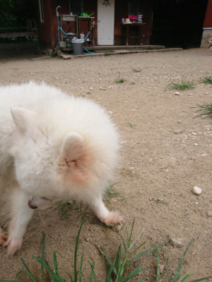 f:id:roukenhome-ann:20190806143442j:plain