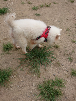 f:id:roukenhome-ann:20190806143530j:plain