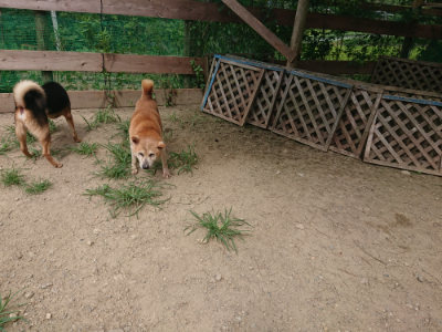 f:id:roukenhome-ann:20190806143601j:plain
