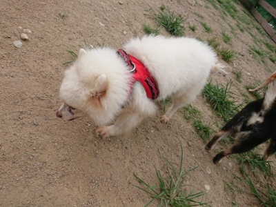 f:id:roukenhome-ann:20190806143654j:plain