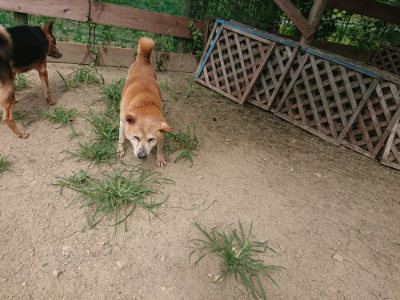 f:id:roukenhome-ann:20190806143659j:plain