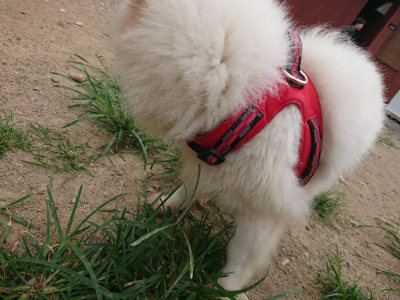 f:id:roukenhome-ann:20190806143711j:plain