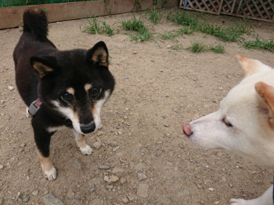 f:id:roukenhome-ann:20190806143833j:plain