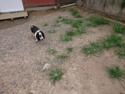 f:id:roukenhome-ann:20190806164241j:plain