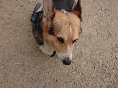 f:id:roukenhome-ann:20190806164257j:plain