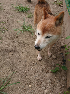 f:id:roukenhome-ann:20190806164327j:plain