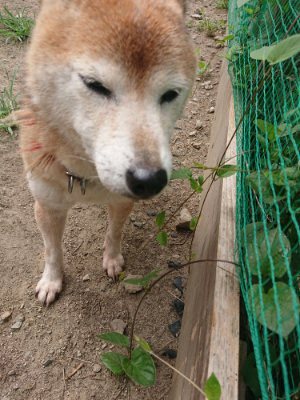 f:id:roukenhome-ann:20190806164417j:plain