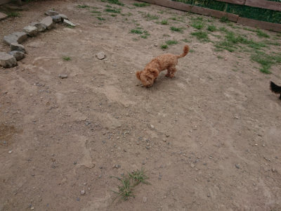 f:id:roukenhome-ann:20190806164509j:plain