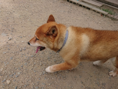 f:id:roukenhome-ann:20190806172458j:plain f:id:roukenhome-ann:20190806172458j:plain