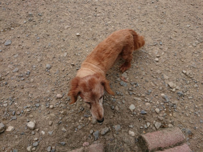 f:id:roukenhome-ann:20190806172522j:plain f:id:roukenhome-ann:20190806172522j:plain