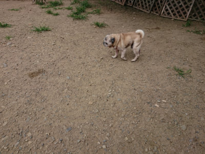 f:id:roukenhome-ann:20190806172544j:plain f:id:roukenhome-ann:20190806172544j:plain