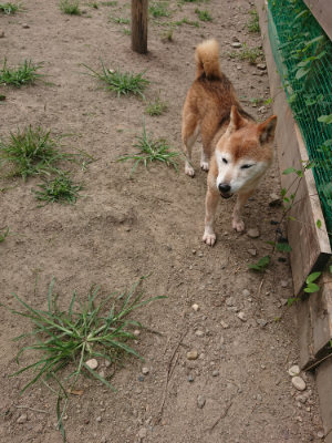 f:id:roukenhome-ann:20190806172716j:plain f:id:roukenhome-ann:20190806172716j:plain