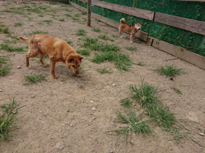 f:id:roukenhome-ann:20190806172821j:plain f:id:roukenhome-ann:20190806172821j:plain