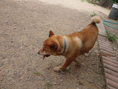 f:id:roukenhome-ann:20190806172849j:plain f:id:roukenhome-ann:20190806172849j:plain