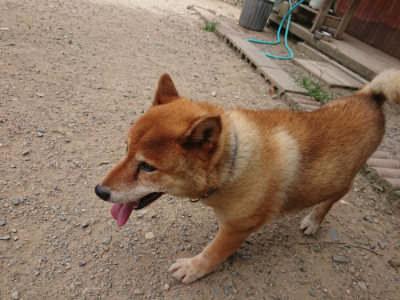 f:id:roukenhome-ann:20190806172856j:plain f:id:roukenhome-ann:20190806172856j:plain