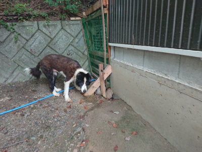 f:id:roukenhome-ann:20190806172918j:plain f:id:roukenhome-ann:20190806172918j:plain