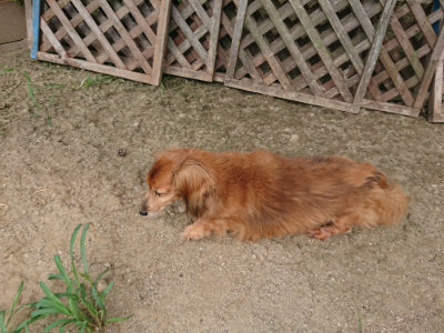 f:id:roukenhome-ann:20190806210707j:plain f:id:roukenhome-ann:20190806210707j:plain