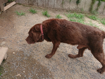 f:id:roukenhome-ann:20190806210712j:plain f:id:roukenhome-ann:20190806210712j:plain