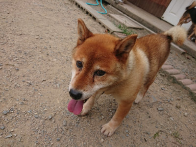 f:id:roukenhome-ann:20190806210716j:plain f:id:roukenhome-ann:20190806210716j:plain