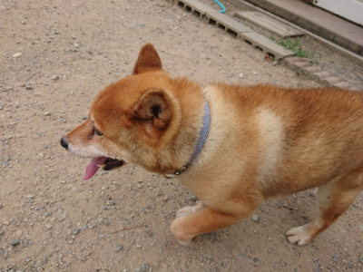 f:id:roukenhome-ann:20190806210723j:plain f:id:roukenhome-ann:20190806210723j:plain