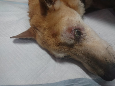 f:id:roukenhome-ann:20190806210743j:plain f:id:roukenhome-ann:20190806210743j:plain