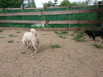 f:id:roukenhome-ann:20190806210841j:plain f:id:roukenhome-ann:20190806210841j:plain