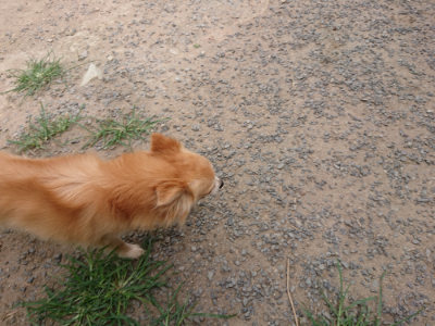 f:id:roukenhome-ann:20190806210849j:plain f:id:roukenhome-ann:20190806210849j:plain