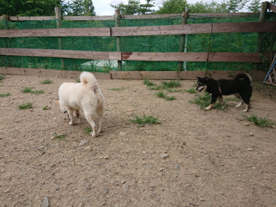 f:id:roukenhome-ann:20190806210935j:plain f:id:roukenhome-ann:20190806210935j:plain