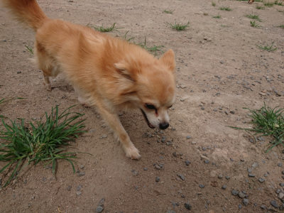 f:id:roukenhome-ann:20190806210942j:plain f:id:roukenhome-ann:20190806210942j:plain