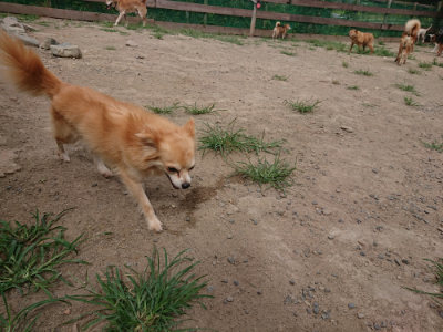 f:id:roukenhome-ann:20190806211012j:plain f:id:roukenhome-ann:20190806211012j:plain