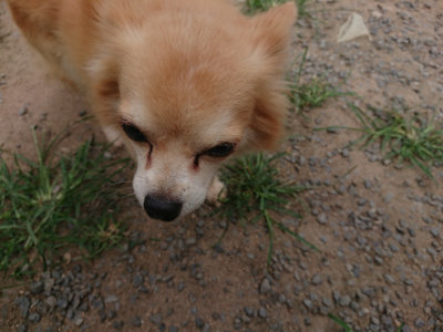 f:id:roukenhome-ann:20190806211031j:plain f:id:roukenhome-ann:20190806211031j:plain