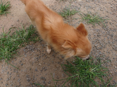 f:id:roukenhome-ann:20190806211041j:plain f:id:roukenhome-ann:20190806211041j:plain