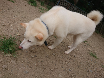 f:id:roukenhome-ann:20190806211058j:plain f:id:roukenhome-ann:20190806211058j:plain