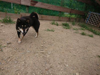 f:id:roukenhome-ann:20190806211113j:plain f:id:roukenhome-ann:20190806211113j:plain