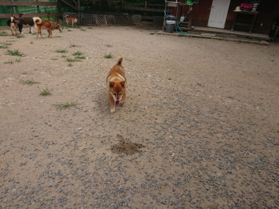 f:id:roukenhome-ann:20190806211133j:plain f:id:roukenhome-ann:20190806211133j:plain