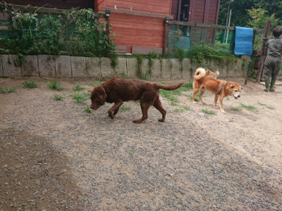 f:id:roukenhome-ann:20190806211201j:plain f:id:roukenhome-ann:20190806211201j:plain