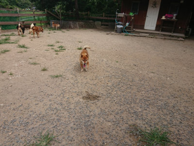 f:id:roukenhome-ann:20190806211210j:plain f:id:roukenhome-ann:20190806211210j:plain