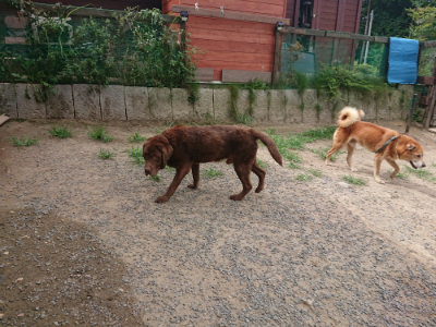 f:id:roukenhome-ann:20190806211224j:plain f:id:roukenhome-ann:20190806211224j:plain