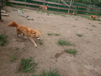 f:id:roukenhome-ann:20190806213527j:plain f:id:roukenhome-ann:20190806213527j:plain